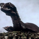 Illustration for article titled Why Terror of the Zygons Is the Ultimate Doctor Who Story, for Better or Worse